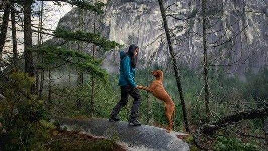 The Importance of Protein in Your Pet’s Diet