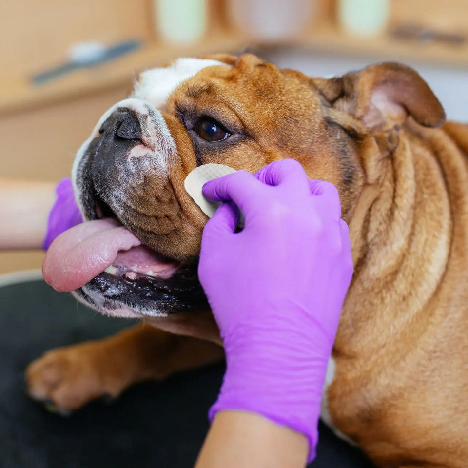 Eye Envy Bulldog Wrinkle Wipes