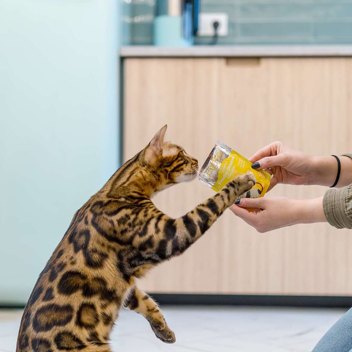 Little Big Paw Gourmet Tender Chicken Mousse