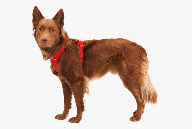 Ruffwear Front Range Harness