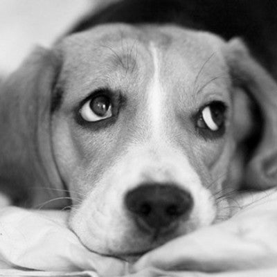 Separation Anxiety in Dogs: A Definitive Guide