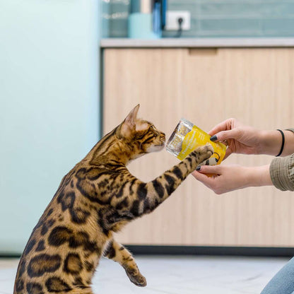 Little Big Paw Gourmet Tender Chicken Mousse